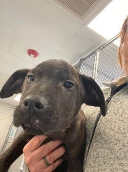 Mixed Breed Dogs Available for Adoption - Willowbee | PetCurious