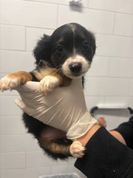 Cerberus -  Dachshund and Chihuahua Dog for Adoption in Houston, Texas - Cerberus | PetCurious