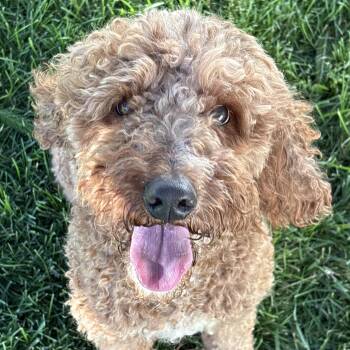 Bluey -  Miniature Poodle Dog for Adoption in Normal, Illinois - Bluey | PetCurious