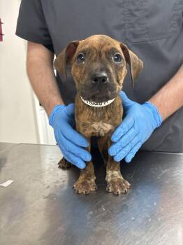 Hamilton -  Boxer Dog for Adoption in Marietta, Georgia - Hamilton | PetCurious