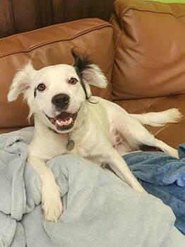 Ollie -  Australian Shepherd Dog for Adoption in Peru, Illinois - Ollie | PetCurious