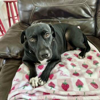 Rescue American Staffordshire Terrier Dogs for Adoption in Mooresville, North Carolina - Akira | PetCurious