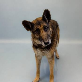 German Shepherd Dog Dogs Available for Adoption - In Foster- Sandy Hw+ | PetCurious