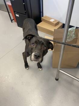 Rescue Mixed Breed Dogs for Adoption in West Chester, Pennsylvania - Mizzle | PetCurious