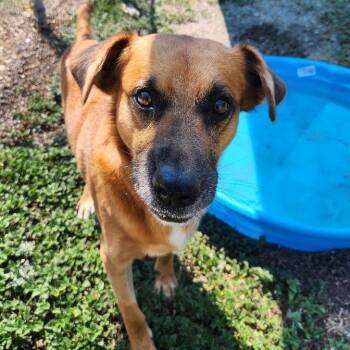 Mowgli -  Shepherd and Mixed Breed Dog for Adoption in Corpus Christi, Texas - Mowgli | PetCurious