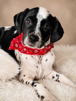 Karen -  Pointer Dog for Adoption in Nahunta, Georgia - Karen | PetCurious