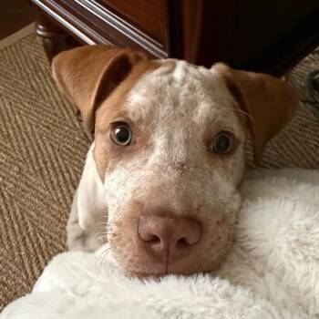Finn -  Pit Bull Terrier Dog Available for Adoption - Finn | PetCurious