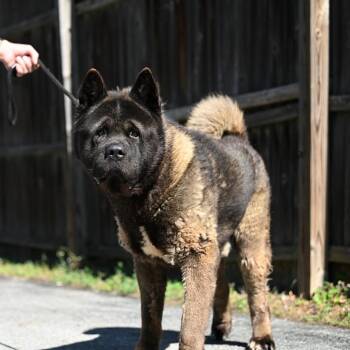 Mung Bean -  Akita Dog for Adoption in Chester Springs, Pennsylvania - Mung Bean | PetCurious