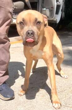 Cosmo (fka Stewie) -  Mixed Breed Dog for Adoption in St. Augustine, Florida - Cosmo (fka Stewie) | PetCurious
