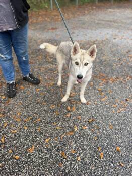 Bling -  Mixed Breed Dog for Adoption in Elizabethtown, North Carolina - Bling | PetCurious