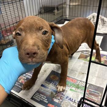 Mrs. Donker -  American Staffordshire Terrier and Mixed Breed Dog for Adoption in San Antonio, Texas - Mrs. Donker | PetCurious