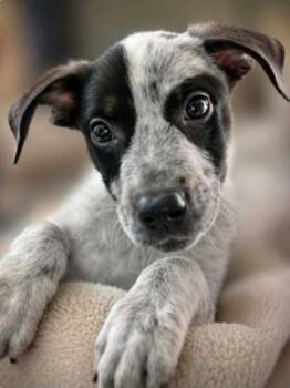 Swig -  Cattle Dog and Terrier Dog for Adoption in El Dorado, Arkansas - Swig | PetCurious