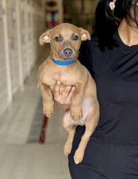 Rescue Terrier Dogs for Adoption in Chicago, Illinois - Patrick | PetCurious