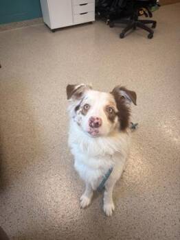 Goose -  Australian Shepherd and Mixed Breed Dog for Adoption in Fishers, Indiana - Goose | PetCurious