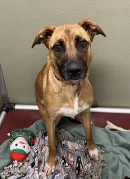 Rescue Mixed Breed Dogs for Adoption in Davenport, Iowa - Melody | PetCurious
