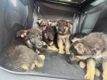Sheep -  German Shepherd Dog and Mixed Breed Dog Available for Adoption in Hobart, Indiana - Sheep | PetCurious