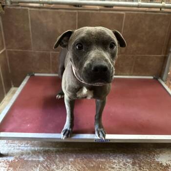 Dovey -  Mixed Breed Dog for Adoption in Austin, Texas - Dovey | PetCurious