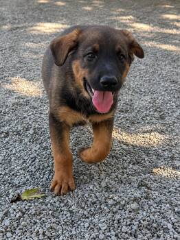 Lewis -  German Shepherd Dog Dog for Adoption in Chesterfield, Missouri - Lewis | PetCurious