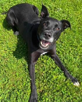 Chief -  Mixed Breed Dog for Adoption in Lagrange, Indiana - Chief | PetCurious