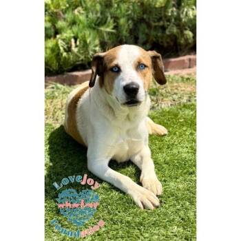 Junior COH -  Husky and Beagle Dog for Adoption in Inglewood, California - Junior COH | PetCurious