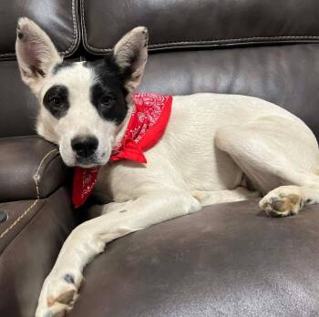 Border Collie Dogs Available for Adoption in Grand Bay, Alabama - Ally | PetCurious