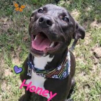 Rescue Black Labrador Retriever Dogs for Adoption in Palm Harbor, Florida - Honey | PetCurious