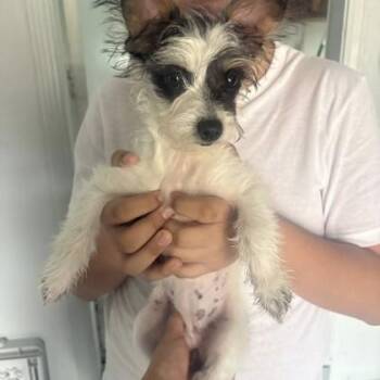 Terrier and Mixed Breed Dogs Available for Adoption - Pippa | PetCurious