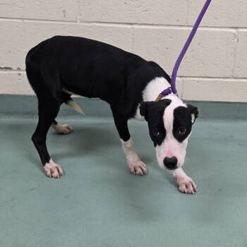 Rescue Mixed Breed Dogs for Adoption in Memphis, Tennessee - Carolina | PetCurious