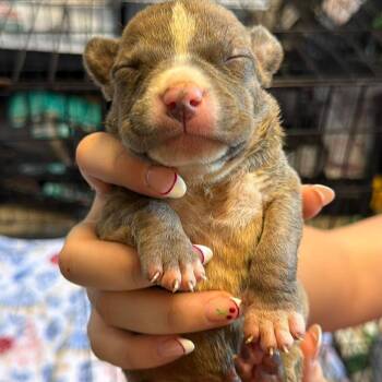 Polaris -  Mixed Breed Dog for Adoption in Edwardsville, Illinois - Polaris | PetCurious