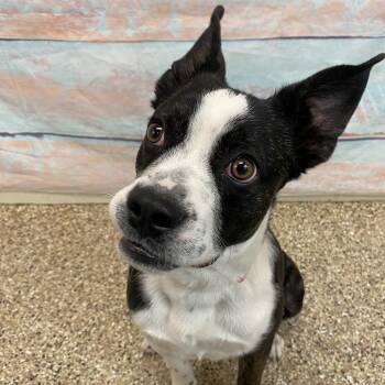 Mixed Breed Dogs Available for Adoption in Cheyenne, Wyoming - Hooligan | PetCurious