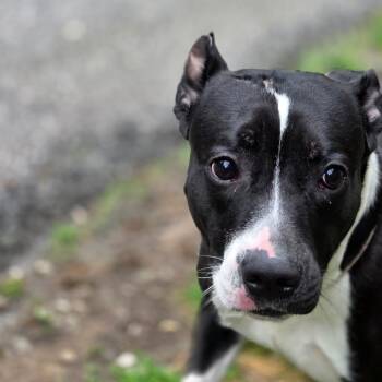 Mixed Breed Dogs Available for Adoption in Charleston, West Virginia - Journey | PetCurious