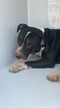 Rescue Pit Bull Terrier Dogs for Adoption in Houston, Texas - A644503 | PetCurious