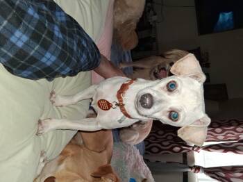 Rescue Chihuahua and Chiweenie Dogs for Adoption in Florence, Arizona - Ren | PetCurious