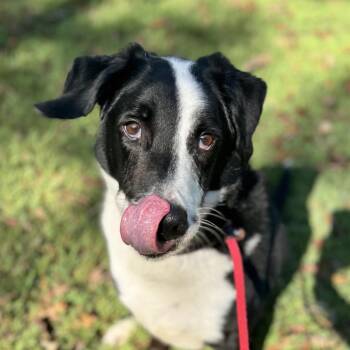Labrador Retriever Dogs Available for Adoption - RUPERT | PetCurious