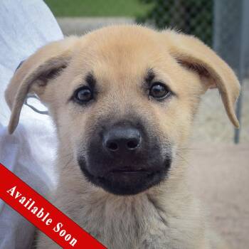 Bill -  Anatolian Shepherd and German Shepherd Dog Dog for Adoption in Huntley, Illinois - Bill | PetCurious