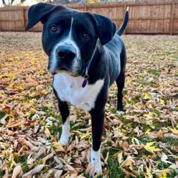 Rescue Hound and Mixed Breed Dogs for Adoption in Merriam, Kansas - Clyde | PetCurious