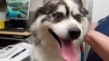 KALABAZOO -  Pomeranian and Husky Dog for Adoption in Aurora, Illinois - KALABAZOO | PetCurious
