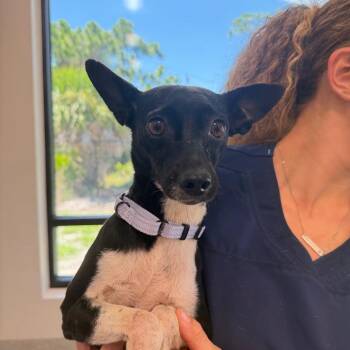 Mortica -  Chihuahua Dog for Adoption in Englewood, Florida - Mortica | PetCurious
