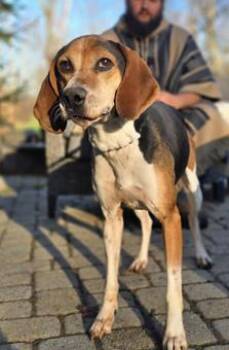 Rescue Treeing Walker Coonhound Dogs for Adoption in New York, New York - Watson | PetCurious