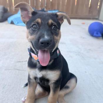 Priscilla Pawsley -  Shepherd Dog for Adoption in Corpus Christi, Texas - Priscilla Pawsley | PetCurious