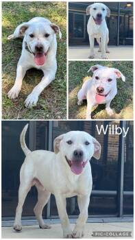 Wilby -  Labrador Retriever and Mixed Breed Dog Available for Adoption in Enterprise, Alabama - Wilby | PetCurious
