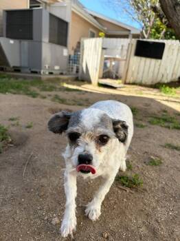 Shih Tzu Dogs Available for Adoption in Carson City, Nevada - Maggie | PetCurious