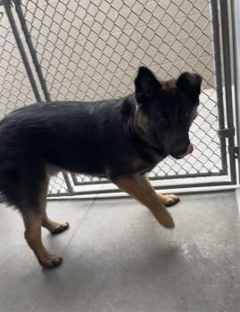 Rescue German Shepherd Dog and Mixed Breed Dogs for Adoption in Baytown, Texas - MIKEY | PetCurious