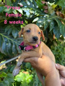 Fresa -  Labrador Retriever Dog for Adoption in Ringwood, New Jersey - Fresa | PetCurious