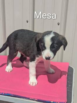 Mixed Breed Dogs Available for Adoption in Logan, Ohio - Mesa | PetCurious