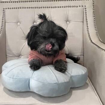 Lolita -  Shih Tzu Dog for Adoption in Houston, Texas - Lolita | PetCurious