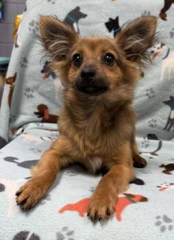 Tucker -  Pomeranian and Yorkshire Terrier Dog for Adoption in Tifton, Georgia - Tucker | PetCurious