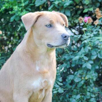 Eddie -  Mixed Breed Dog for Adoption in Groveland, Massachusetts - Eddie | PetCurious