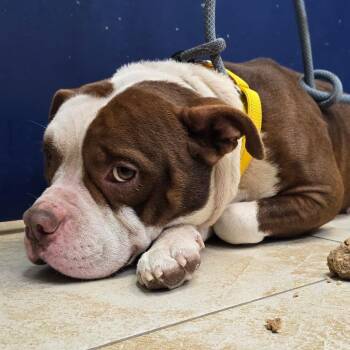 Mixed Breed Dogs Available for Adoption - Colt | PetCurious