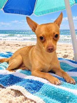 Toby -  Chihuahua Dog for Adoption in St. Augustine, Florida - Toby | PetCurious